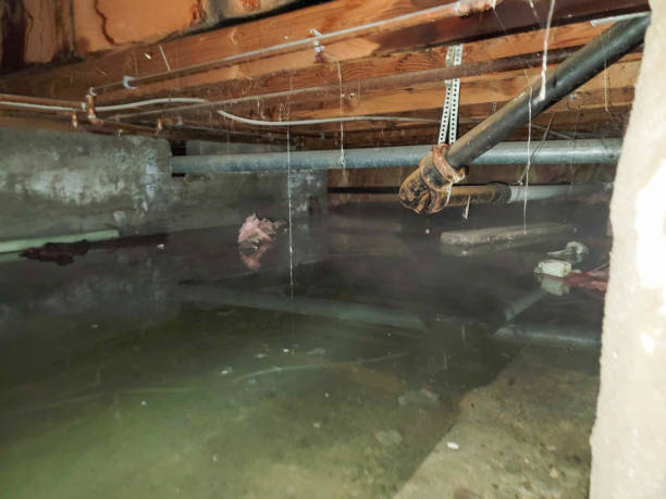 Best Carpet water damage restoration  in Churchill, PA
